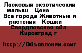 Ласковый экзотический малыш › Цена ­ 25 000 - Все города Животные и растения » Кошки   . Свердловская обл.,Кировград г.